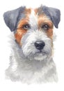 Water Colour Painting Portrait Of Parson Jake Russell Terrier 131