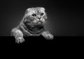 Breed scottish-fold,  close portrait Royalty Free Stock Photo