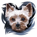 Breed Yorkshire Terrier. Vector illustration Royalty Free Stock Photo