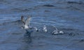 Breedbekprion, Broad-billed Prion, Pachyptila vittata Royalty Free Stock Photo