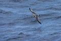 Breedbekprion, Broad-billed Prion, Pachyptila vittata Royalty Free Stock Photo