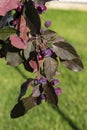 Breeded and rare decorative violet apple tree with purple fruits hanging on the green background.