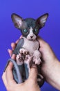 Breeder female of cattery is holding Canadian Hairless kitten of color blue and white in her hands Royalty Free Stock Photo