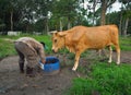 A BREEDER AND HIS COW