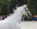 Breeder hold a horse with bridle on a horse show.