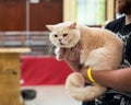 Breeder holds his Golden British Shorthair cat