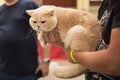 Breeder holds his Golden British Shorthair cat