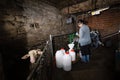 The breeder pours fresh milk from sheep in a sterile container a sheep is in the stable Royalty Free Stock Photo