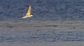 Breeding Adult Common Tern, Sterna hirundo, Kalmar, Sweden