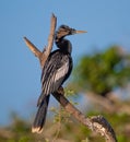 Breeding anhinga faces right in profile showing pattern on the back feathers
