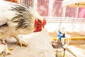 Breeding animals, Rooster Brahma to improve breed of birds Royalty Free Stock Photo