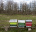 Breeding bees: hives