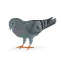 Breeding bird Carrier pigeon vector