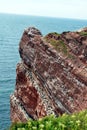 Breeding Bird in the Cliffs of Helgoland Royalty Free Stock Photo