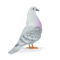 Breeding bird white pigeon domestic breeds sports bird on white background vintage vector animals illustration for design edit