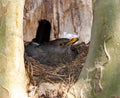 Breeding blackbird in its nest Royalty Free Stock Photo