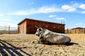 Breeding bull lying in the fence