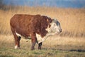 Breeding bull in pasture, countryside Lithuania, farming, agriculture Royalty Free Stock Photo