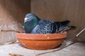 Breeding carrier pigeon on her nest