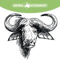 Breeding cattle. head of a Afrikan Buffalo. vector sketch on white background Royalty Free Stock Photo