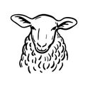 Breeding cattle. head of a sheep. vector sketch on white background Royalty Free Stock Photo