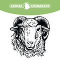 Breeding cattle. head of a sheep. vector sketch on white background Royalty Free Stock Photo