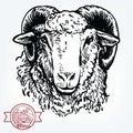 Breeding cattle. head of a sheep. vector sketch on white background Royalty Free Stock Photo