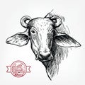 Breeding cattle. head of a water Buffalo. vector sketch on white background Royalty Free Stock Photo