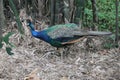 Blue Phaon nature , Chengdu China Royalty Free Stock Photo