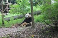 Panda Giant , Chengdu China Royalty Free Stock Photo