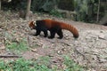 Red Panda , Chengdu China Royalty Free Stock Photo