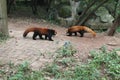 Red Panda , Chengdu China Royalty Free Stock Photo