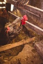 Breeding chickens in a small chicken coop