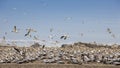 A breeding colony of Cape gannets Royalty Free Stock Photo