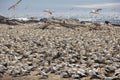 A breeding colony of Cape gannets Royalty Free Stock Photo