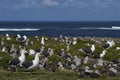 Colony of Kelp Gull on Sea Lion Island