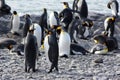 King penguins breeding colony in Fortuna Bay, South Georgia Island Royalty Free Stock Photo