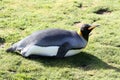 King penguins breeding colony in Fortuna Bay, South Georgia Island Royalty Free Stock Photo