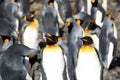King penguins breeding colony in Fortuna Bay, South Georgia Island Royalty Free Stock Photo