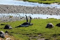 King penguins breeding colony in Fortuna Bay, South Georgia Island Royalty Free Stock Photo