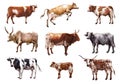 Breeding cow. animal husbandry. color illustrations on a white background