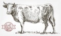 Breeding cow. animal husbandry. livestock Royalty Free Stock Photo