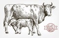 Breeding cow. animal husbandry. livestock Royalty Free Stock Photo