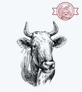 Breeding cow. animal husbandry. livestock illustration on a grey Royalty Free Stock Photo