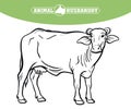 Breeding cow. animal husbandry. livestock illustration on a white