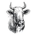 Breeding cow. animal husbandry. livestock illustration on a white Royalty Free Stock Photo