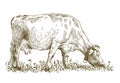 Breeding cow. animal husbandry. livestock illustration on a white Royalty Free Stock Photo