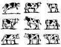 Breeding cow. animal husbandry. sketches on a grey background