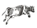 Breeding cow. animal husbandry. vector sketch on a grey background