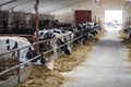 Breeding cows in free animal husbandry. Cowshed. Livestock cow farm. Herd of black white cows are looking at the camera with